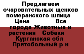 Предлагаем очаровательных щенков померанского шпица › Цена ­ 15 000 - Все города Животные и растения » Собаки   . Курганская обл.,Притобольный р-н